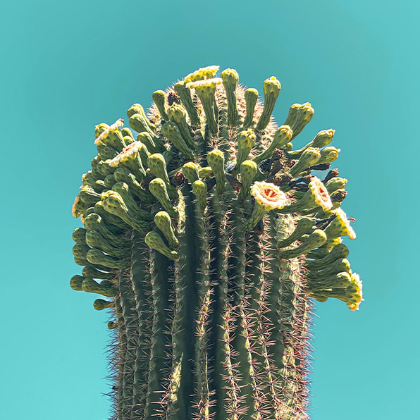 Saquaro cactus with blooms