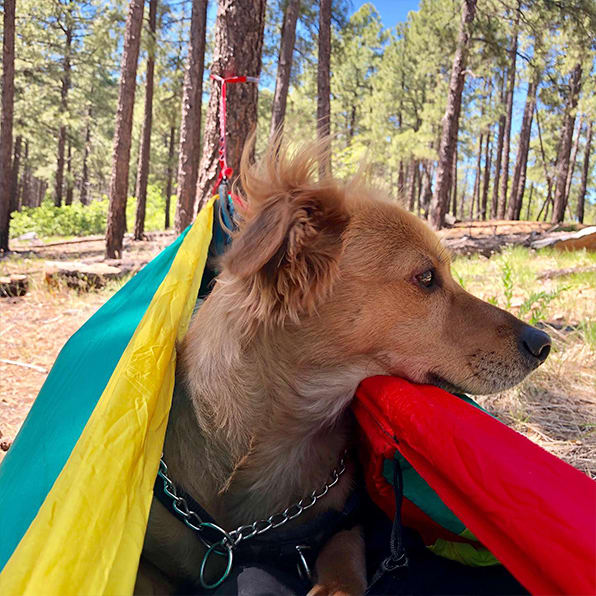 Max the dog in a hammock
